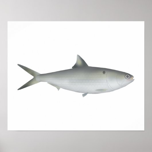 Hilsa Shad Poster (Voorkant)