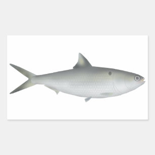 Hilsa Shad Rechthoekige Sticker