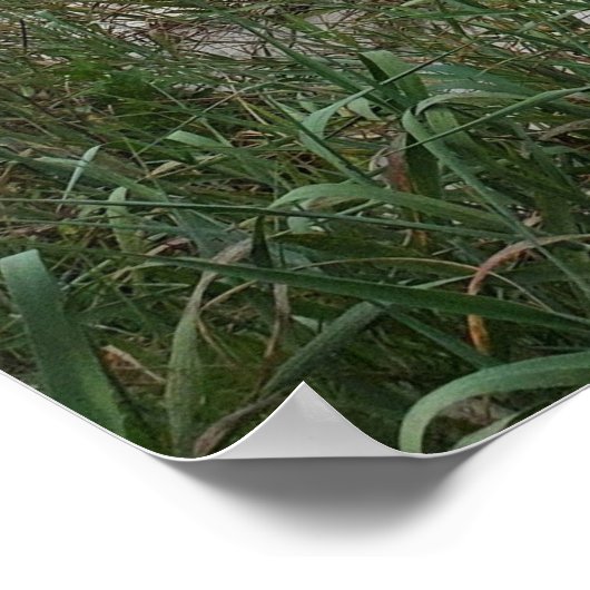 Hilton Head Island Beach Onweer Poster (Hoek)