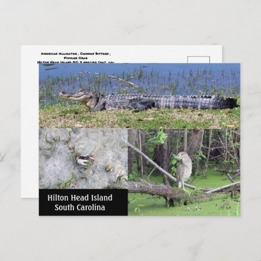 Hilton Head SC Native Wildlife Briefkaart (Voorkant / Achterkant)