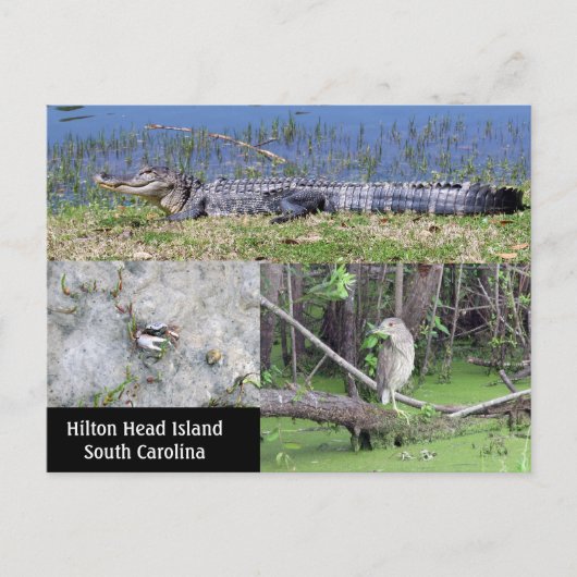Hilton Head SC Native Wildlife Briefkaart (Voorkant)