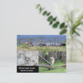 Hilton Head SC Native Wildlife Briefkaart (Staand voorkant)