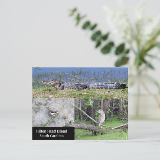 Hilton Head SC Native Wildlife Briefkaart (Staand voorkant)