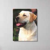 Hilton, portret van Labrador Retriever Canvas Afdruk (Voorkant)