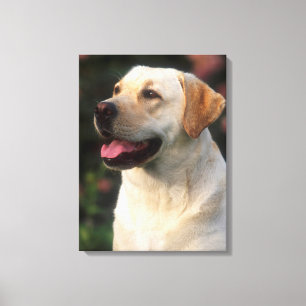 Hilton, portret van Labrador Retriever Canvas Afdruk
