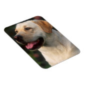 Hilton, portret van Labrador Retriever Magneet (Rechterzijde)