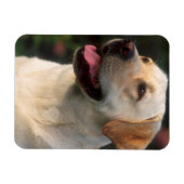 Hilton, portret van Labrador Retriever Magneet (Horizontaal)