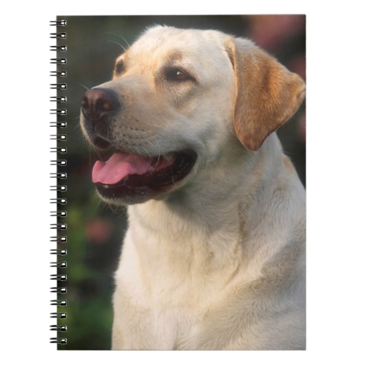 Hilton, portret van Labrador Retriever Notitieboek (Voorkant)