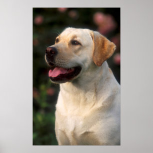 Hilton, portret van Labrador Retriever Poster