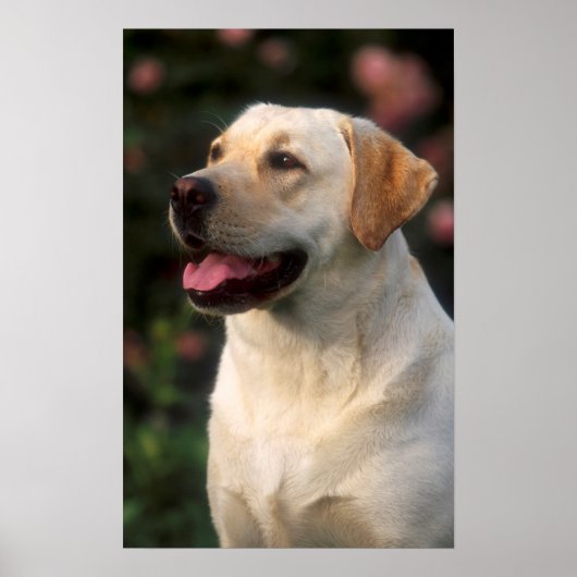 Hilton, portret van Labrador Retriever Poster (Voorkant)