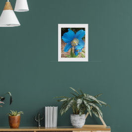 Himalaya Blauwe Papaver Bloem Poster
