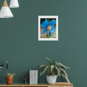Himalaya Blauwe Papaver Bloem Poster