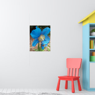 Himalaya Blauwe Papaver Bloem Poster