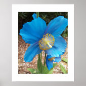 Himalaya Blauwe Papaver Bloem Poster (Voorkant)