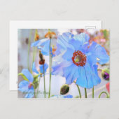 Himalaya Blue Poppy [Briefkaart] Briefkaart (Voorkant / Achterkant)