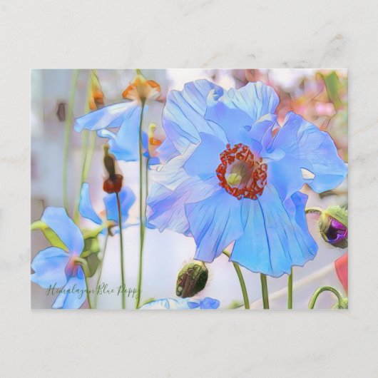 Himalaya Blue Poppy [Briefkaart] Briefkaart (Voorkant)