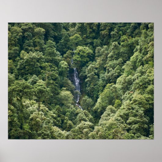 Himalaya-bos in de Mangdue-vallei, Bhutan Poster (Voorkant)