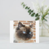 Himalaya katfoto met blauwe ogen briefkaart (Staand voorkant)