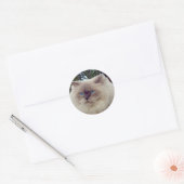Himalayaan Perzische Kat Ronde Sticker (Envelop)