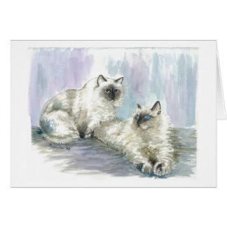 Himalayaanse katten
