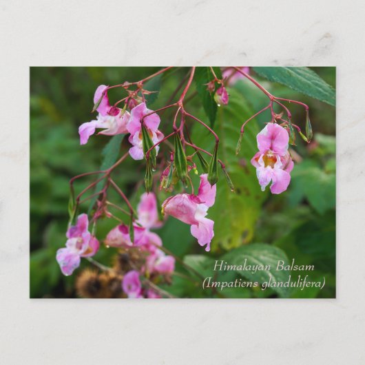Himalayan Balsam Flowers Briefkaart (Voorkant)