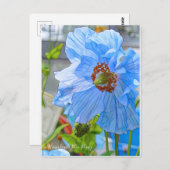 Himalayan Blue Poppy [Briefkaart] Briefkaart (Voorkant / Achterkant)