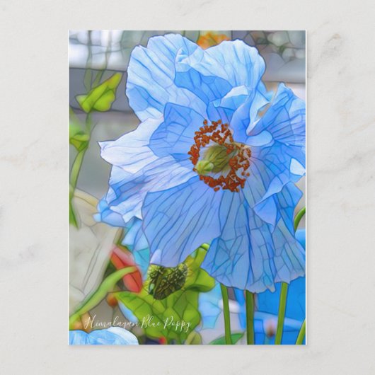 Himalayan Blue Poppy [Briefkaart] Briefkaart (Voorkant)