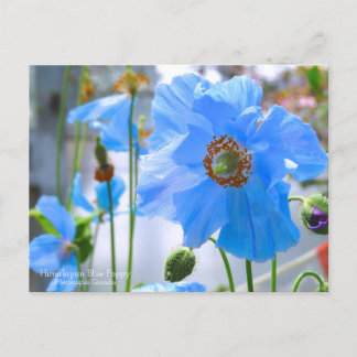 Himalayan Blue Poppy:Briefkaart Briefkaart