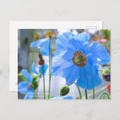 Himalayan Blue Poppy:Briefkaart Briefkaart (Voorkant / Achterkant)
