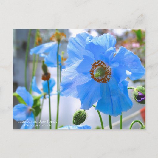 Himalayan Blue Poppy:Briefkaart Briefkaart (Voorkant)