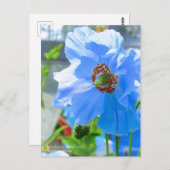 Himalayan Blue Poppy:Briefkaart Briefkaart (Voorkant / Achterkant)