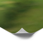 Himalayan Blue Poppy Flowers Poster (Hoek)