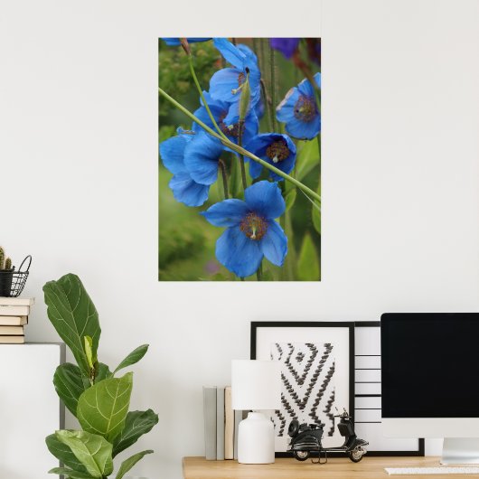 Himalayan Blue Poppy Flowers Poster (Thuiskantoor)