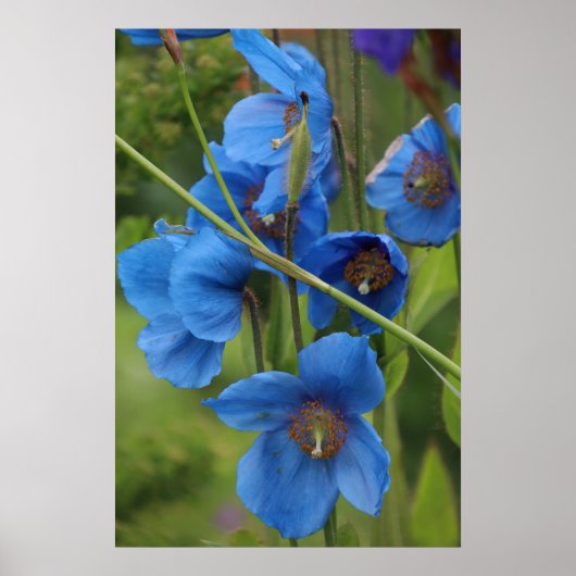 Himalayan Blue Poppy Flowers Poster (Voorkant)