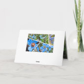 Himalayan blue poppy kaart (Achterkant)