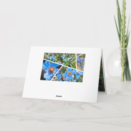 Himalayan blue poppy kaart (Achterkant)