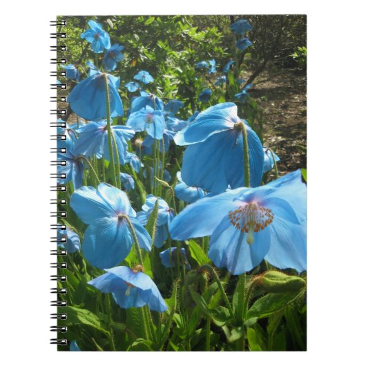 Himalayan Blue Poppy-laptop met 80 pagina's Notitieboek (Voorkant)