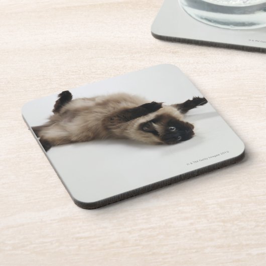 Himalayan Cat Lying op zijn rug Bier Onderzetter (Linkerzijde)