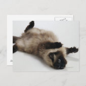 Himalayan Cat Lying op zijn rug Briefkaart (Voorkant / Achterkant)