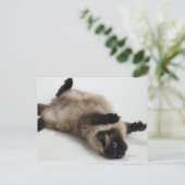 Himalayan Cat Lying op zijn rug Briefkaart (Staand voorkant)