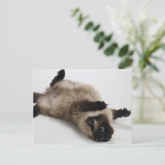 Himalayan Cat Lying op zijn rug Briefkaart (Staand voorkant)