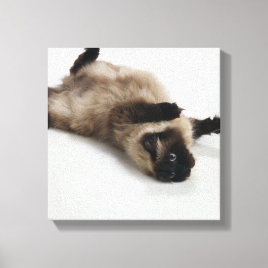 Himalayan Cat Lying op zijn rug Canvas Afdruk (Voorkant)