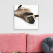Himalayan Cat Lying op zijn rug Canvas Afdruk (Insitu (Woonkamer))