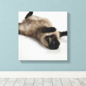 Himalayan Cat Lying op zijn rug Canvas Afdruk (Insitu (Houten vloer))
