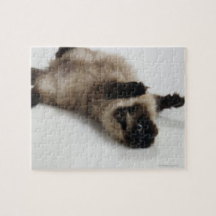 Himalayan Cat Lying op zijn rug Legpuzzel