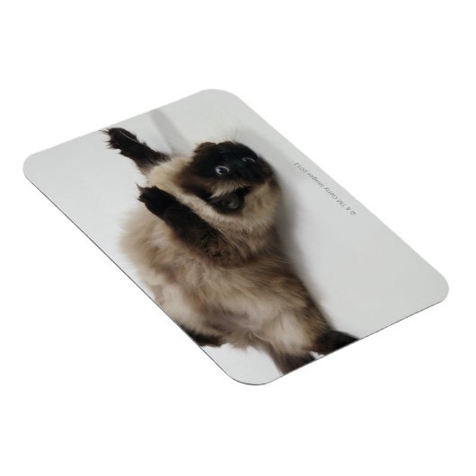 Himalayan Cat Lying op zijn rug Magneet (Rechterzijde)