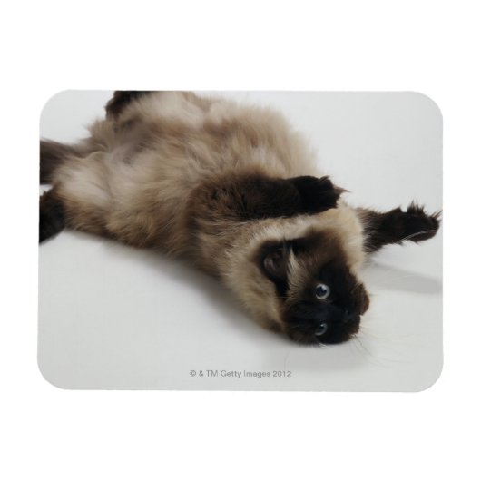 Himalayan Cat Lying op zijn rug Magneet (Horizontaal)