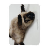 Himalayan Cat Lying op zijn rug Magneet (Verticaal)