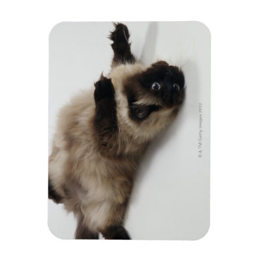 Himalayan Cat Lying op zijn rug Magneet (Verticaal)