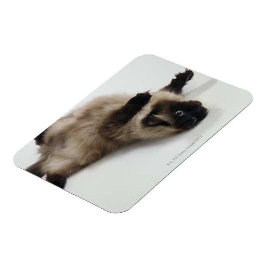 Himalayan Cat Lying op zijn rug Magneet (Linkerzijde)